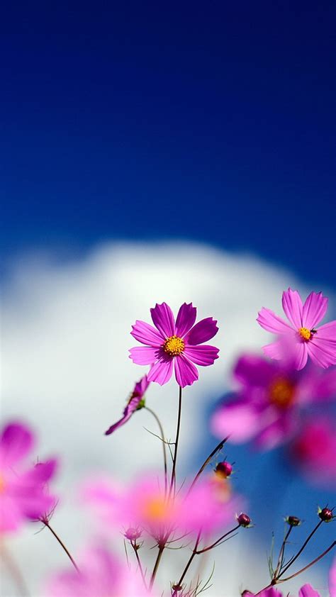 free wallpapers for android phones.